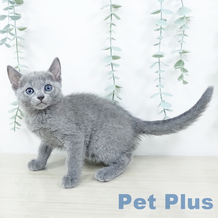 ロシアンブルー