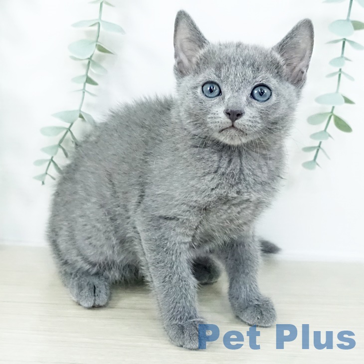 ロシアンブルーの写真2