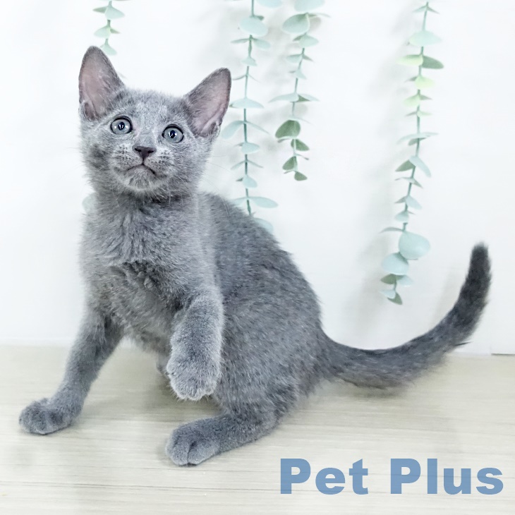 2025年8月21日生まれのロシアンブルーの2枚目の写真