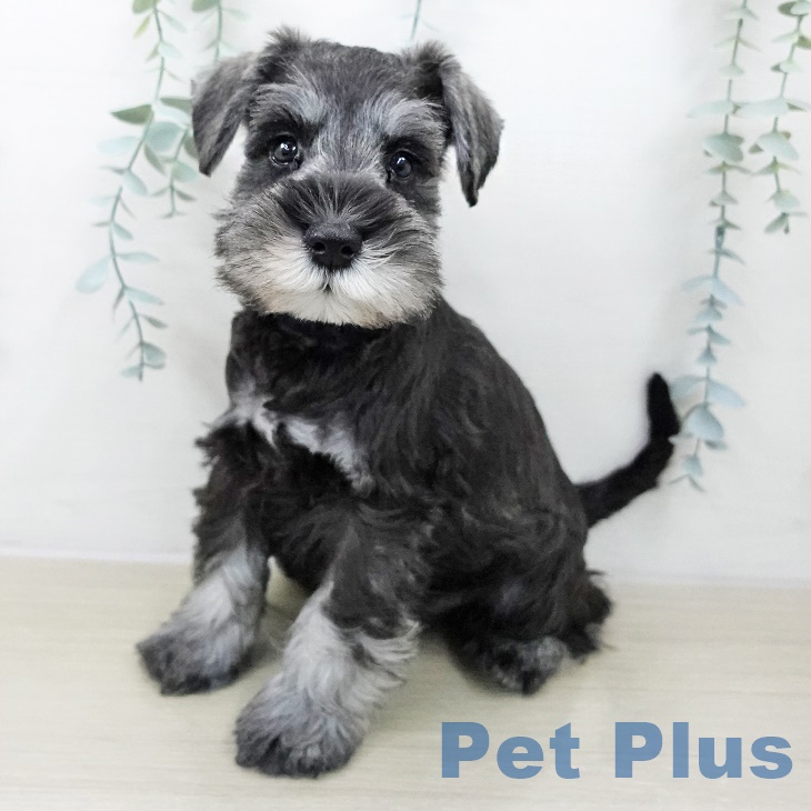 福島県のミニチュアシュナウザー (ペットプラス 福島店/2025年8月22日生まれ/男の子/ソルトペッパー)の子犬の1枚目の画像