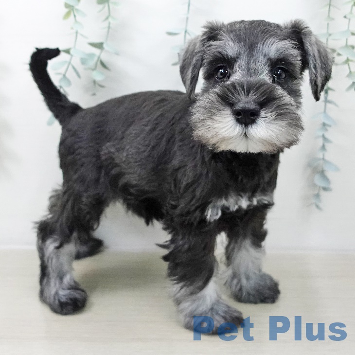 福島県のミニチュアシュナウザー (ペットプラス 福島店/2025年8月22日生まれ/男の子/ソルトペッパー)の子犬の2枚目の画像