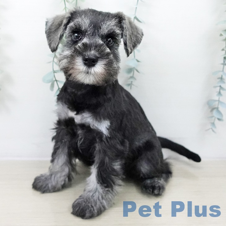 千葉県のミニチュアシュナウザー (ペットプラス コトエ流山おおたかの森店/2025年8月26日生まれ/女の子/ソルトペッパー)の子犬の2枚目の画像