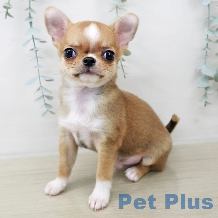 2025年8月28日生まれのチワワ(ロング)の2枚目の写真