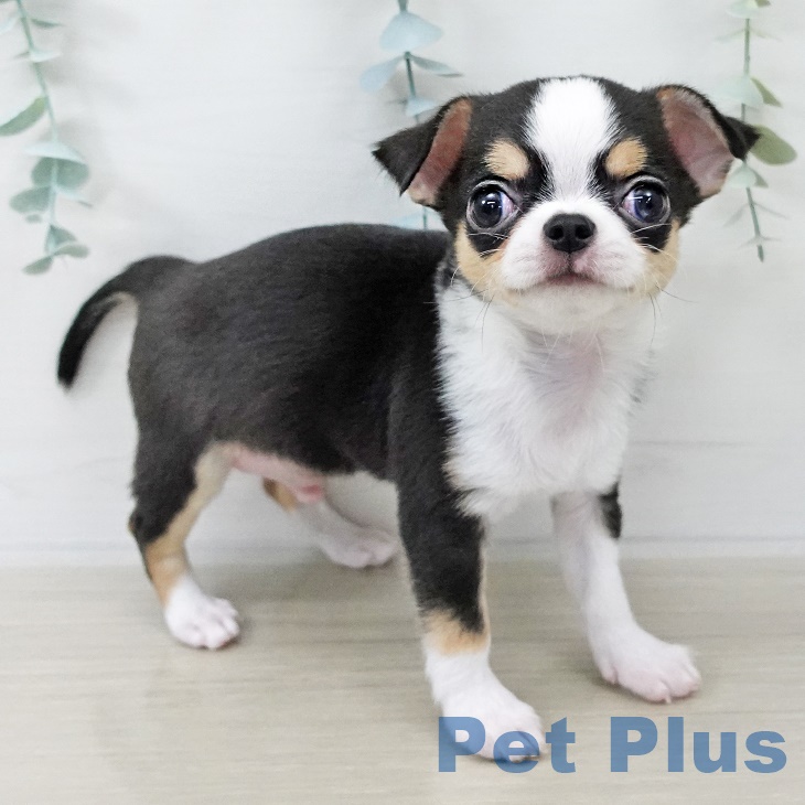 2025年8月28日生まれのチワワ(ロング)の2枚目の写真