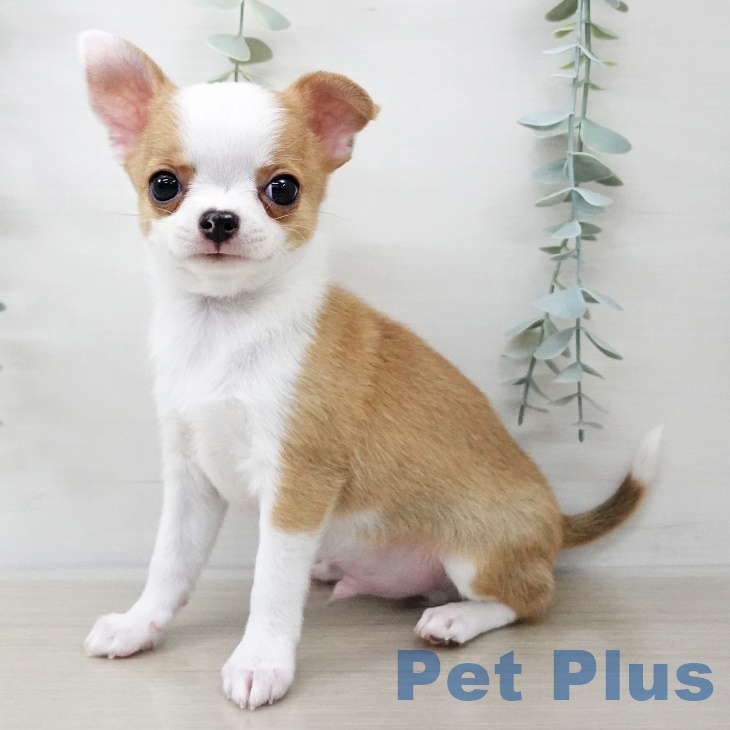 2025年8月27日生まれのチワワ(ロング)の2枚目の写真