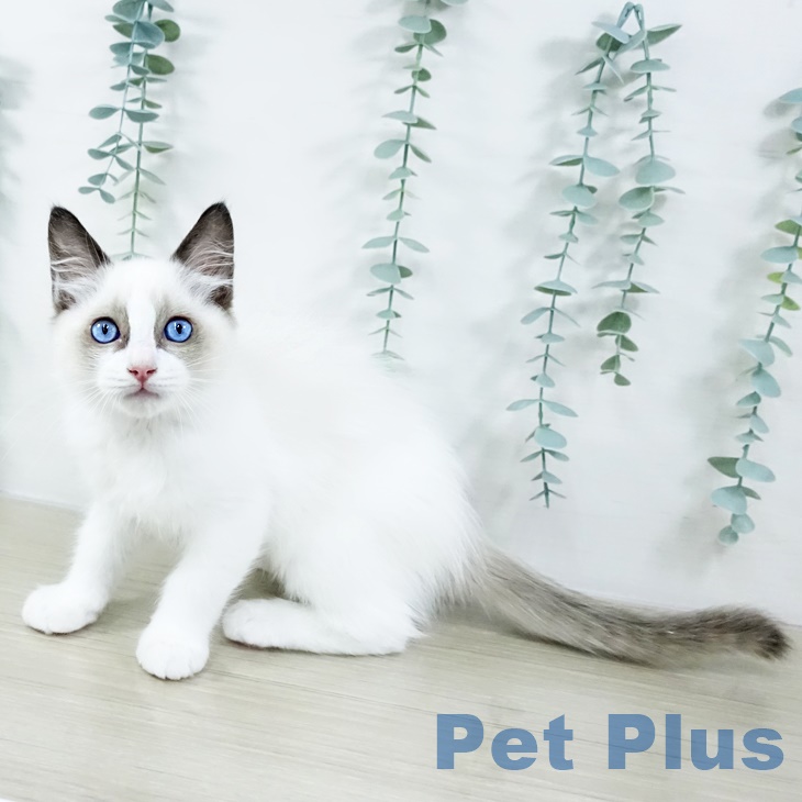 埼玉県のラグドール (ペッツワン 新座店/2025年8月11日生まれ/男の子/シールポイントバイカラー)の子猫の1枚目の画像