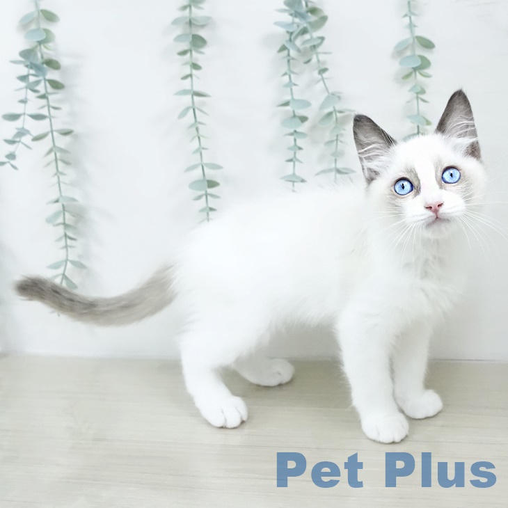 埼玉県のラグドール (ペッツワン 新座店/2025年8月11日生まれ/男の子/シールポイントバイカラー)の子猫の2枚目の画像