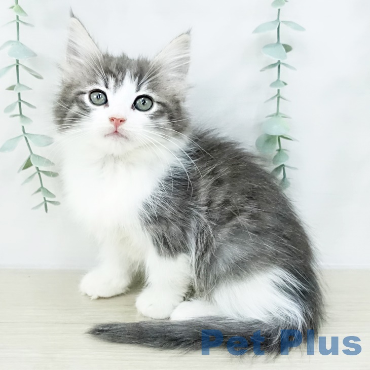 山梨県のノルウェージャンフォレストキャット (ペットプラス 甲府昭和店/2025年8月20日生まれ/女の子/ブルータビーホワイト)の子猫の1枚目の画像