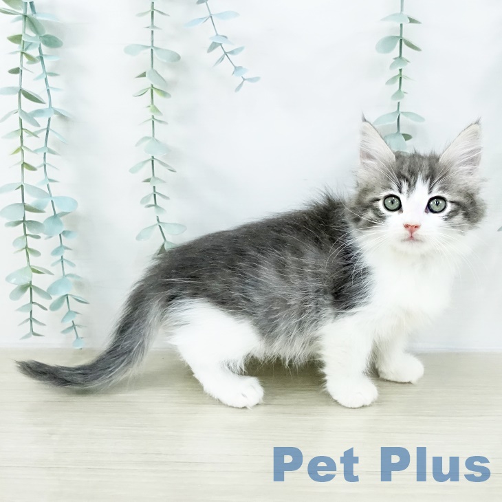 山梨県のノルウェージャンフォレストキャット (ペットプラス 甲府昭和店/2025年8月20日生まれ/女の子/ブルータビーホワイト)の子猫の2枚目の画像