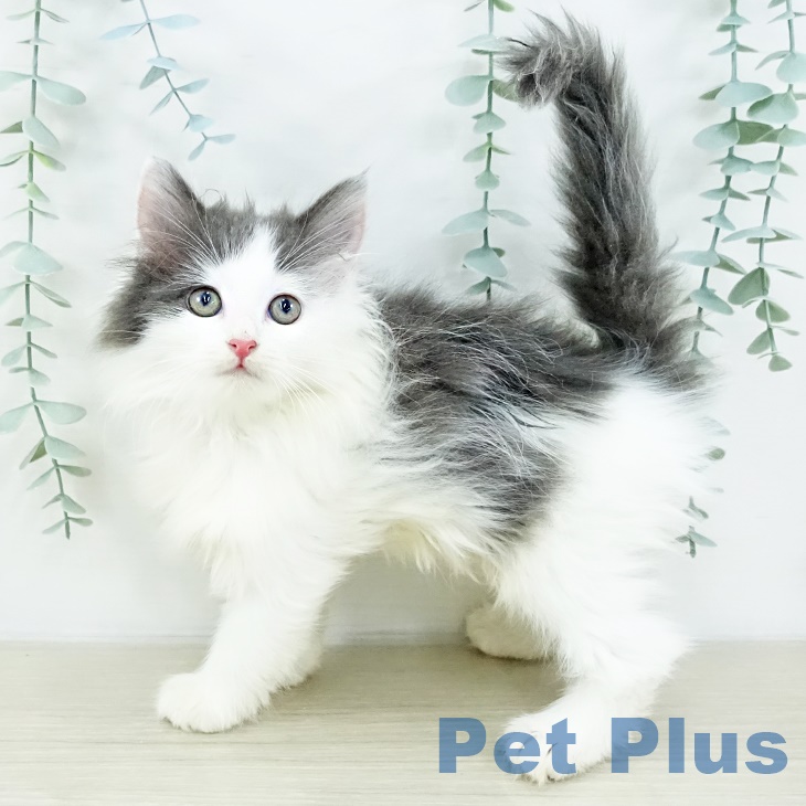 埼玉県のノルウェージャンフォレストキャット (ペットプラス ららぽーと富士見店/2025年8月20日生まれ/女の子/ブルータビーホワイト)の子猫の1枚目の画像