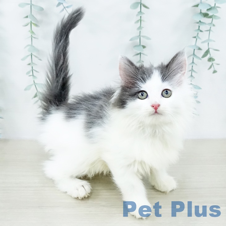 埼玉県のノルウェージャンフォレストキャット (ペットプラス ららぽーと富士見店/2025年8月20日生まれ/女の子/ブルータビーホワイト)の子猫の2枚目の画像