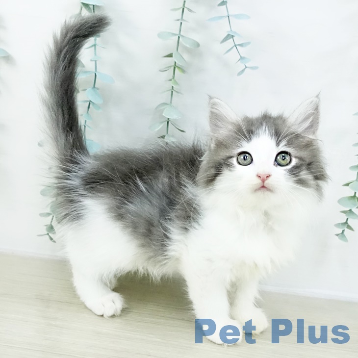 神奈川県のノルウェージャンフォレストキャット (ペットプラス 天王町店/2025年8月20日生まれ/女の子/ブルータビーホワイト)の子猫の1枚目の画像