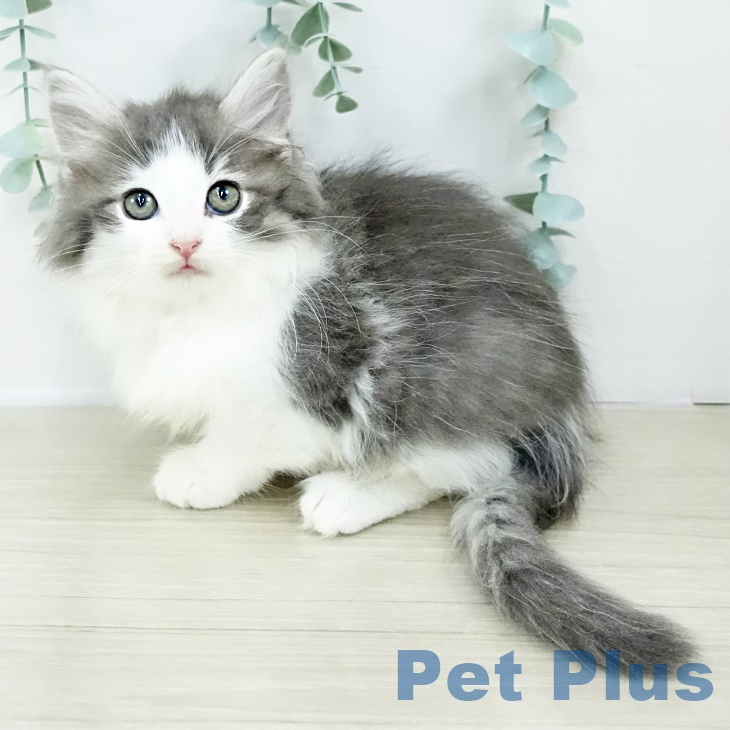 神奈川県のノルウェージャンフォレストキャット (ペットプラス 天王町店/2025年8月20日生まれ/女の子/ブルータビーホワイト)の子猫の2枚目の画像