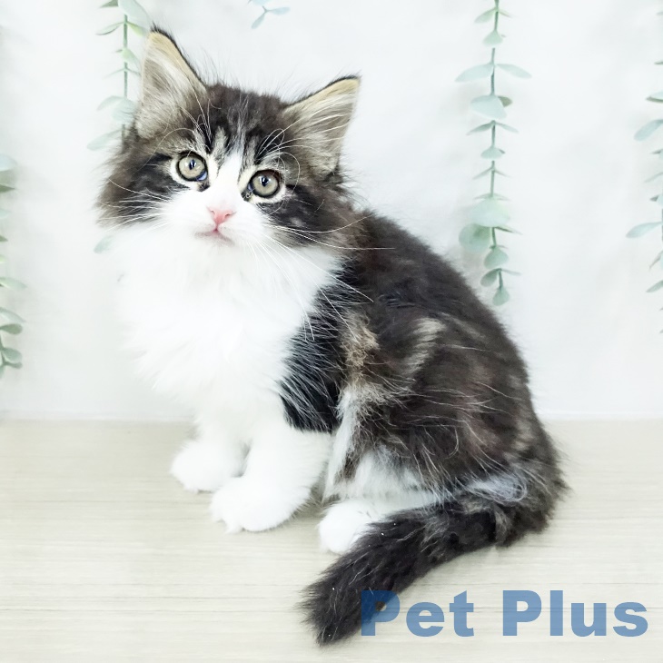 ノルウェージャンフォレストキャット