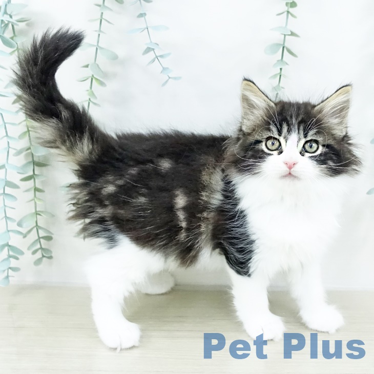 ノルウェージャンフォレストキャットの写真2