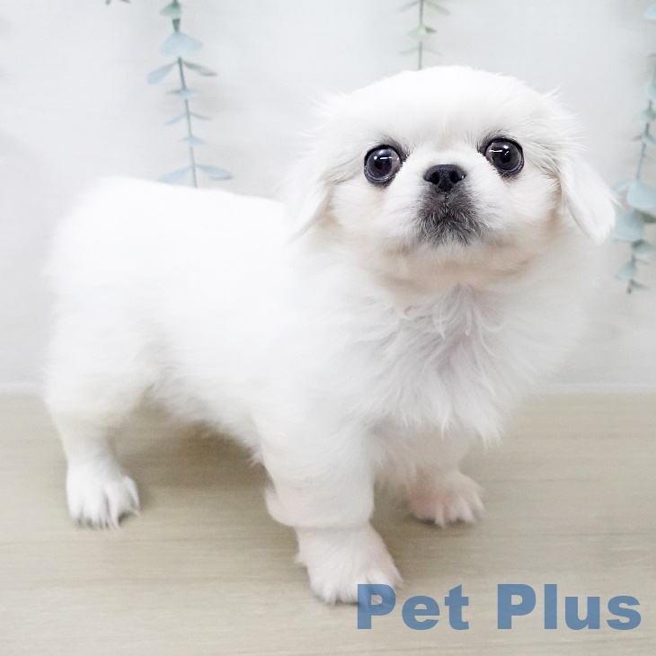 神奈川県のペキニーズ (ペットプラス テラスモール湘南店/2025年8月28日生まれ/女の子/ホワイト)の子犬の1枚目の画像
