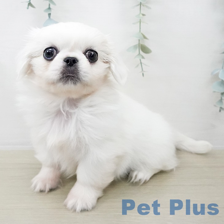 神奈川県のペキニーズ (ペットプラス テラスモール湘南店/2025年8月28日生まれ/女の子/ホワイト)の子犬の2枚目の画像