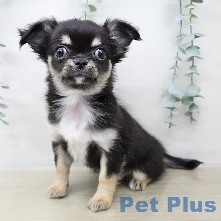 埼玉県のチワワ(ロング) (ペットプラス 浦和美園店/2025年8月26日生まれ/女の子/ブラックタンホワイト)の子犬