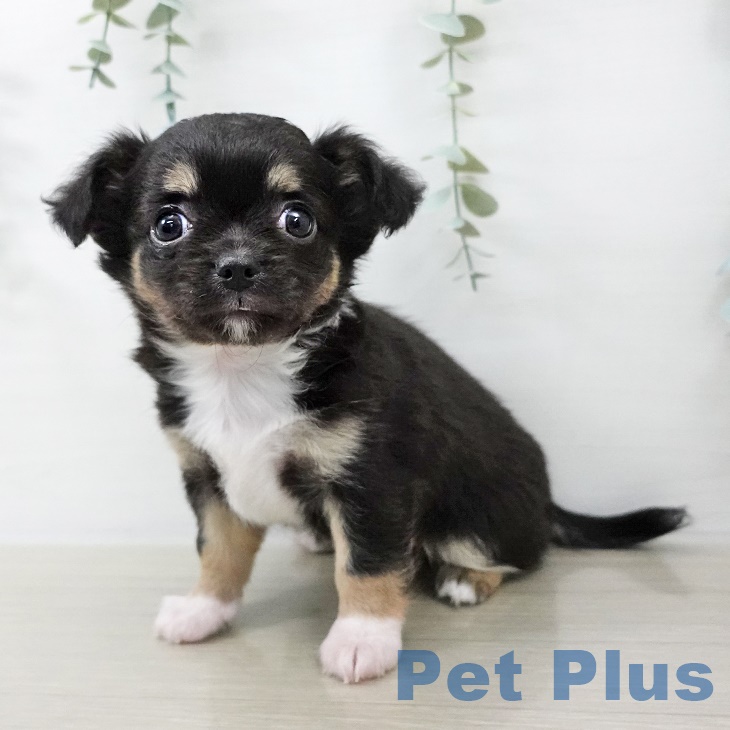 岩手県のチワワ(ロング) (ペットプラス 盛岡南店/2025年8月26日生まれ/女の子/ブラックタンホワイト)の子犬の1枚目の画像