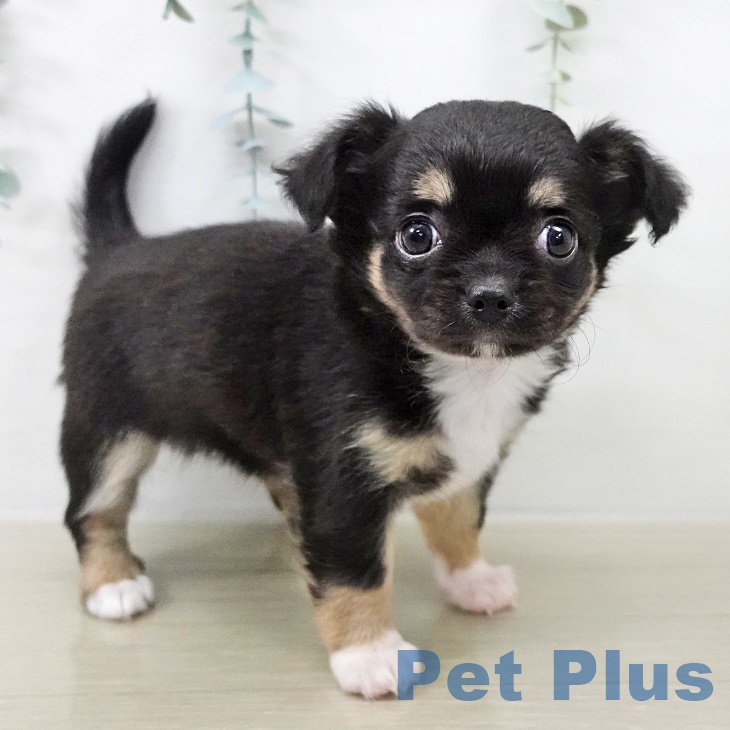 岩手県のチワワ(ロング) (ペットプラス 盛岡南店/2025年8月26日生まれ/女の子/ブラックタンホワイト)の子犬の2枚目の画像