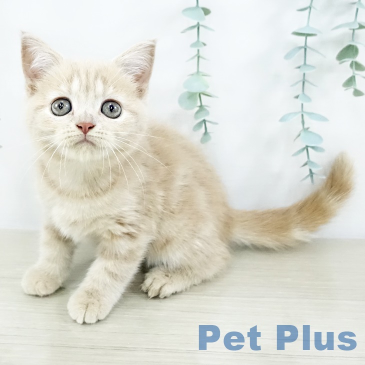 スコティッシュフォールド