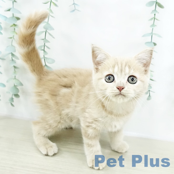 スコティッシュフォールドの写真2