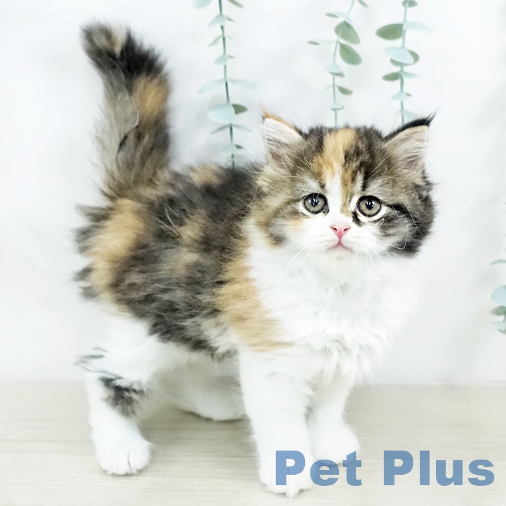 山梨県のスコティッシュフォールド (ペットプラス 甲府国母店/2025年8月27日生まれ/女の子/キャリコ)の子猫の1枚目の画像