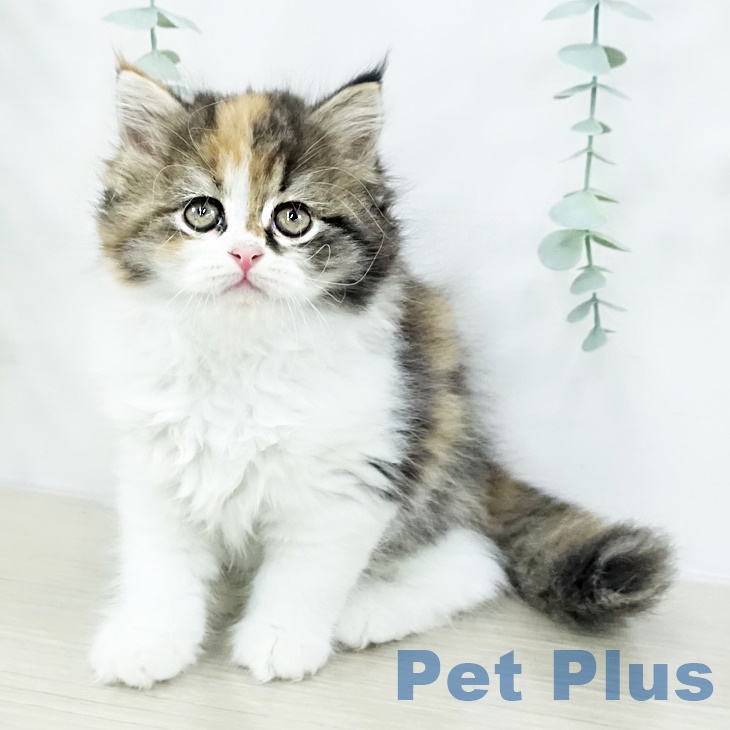 山梨県のスコティッシュフォールド (ペットプラス 甲府国母店/2025年8月27日生まれ/女の子/キャリコ)の子猫の2枚目の画像