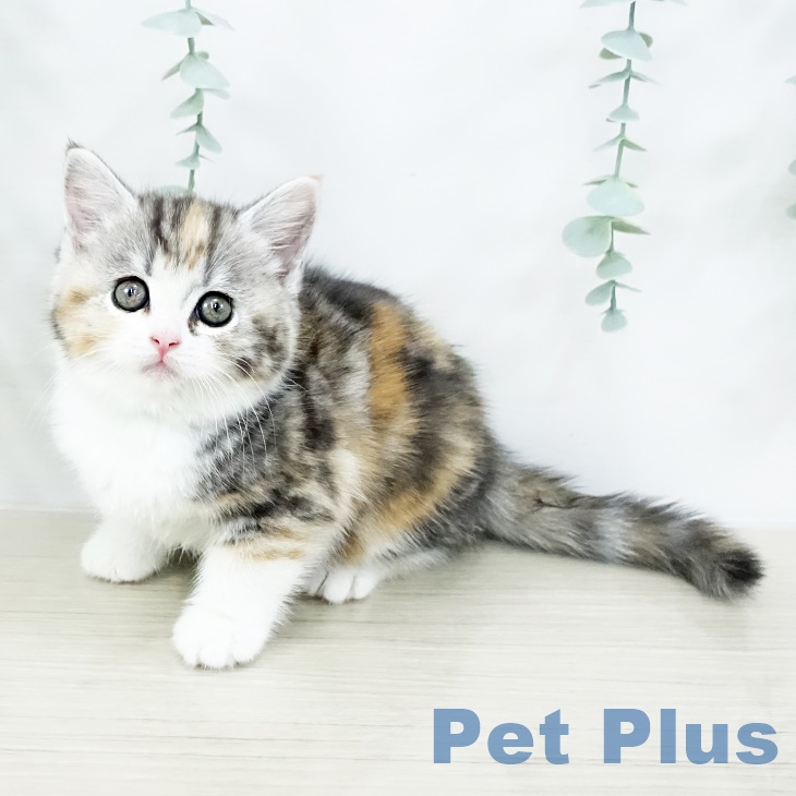 スコティッシュフォールド