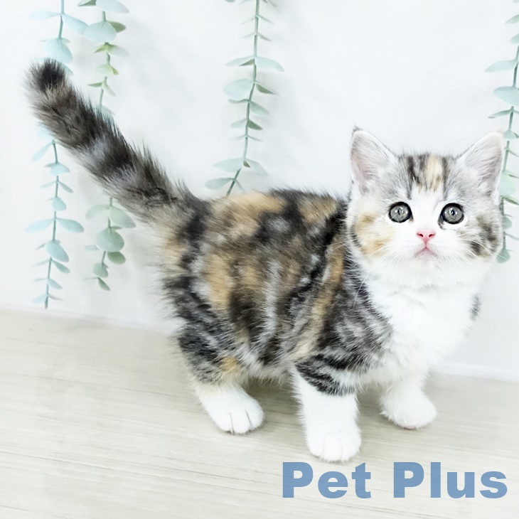 スコティッシュフォールドの写真2