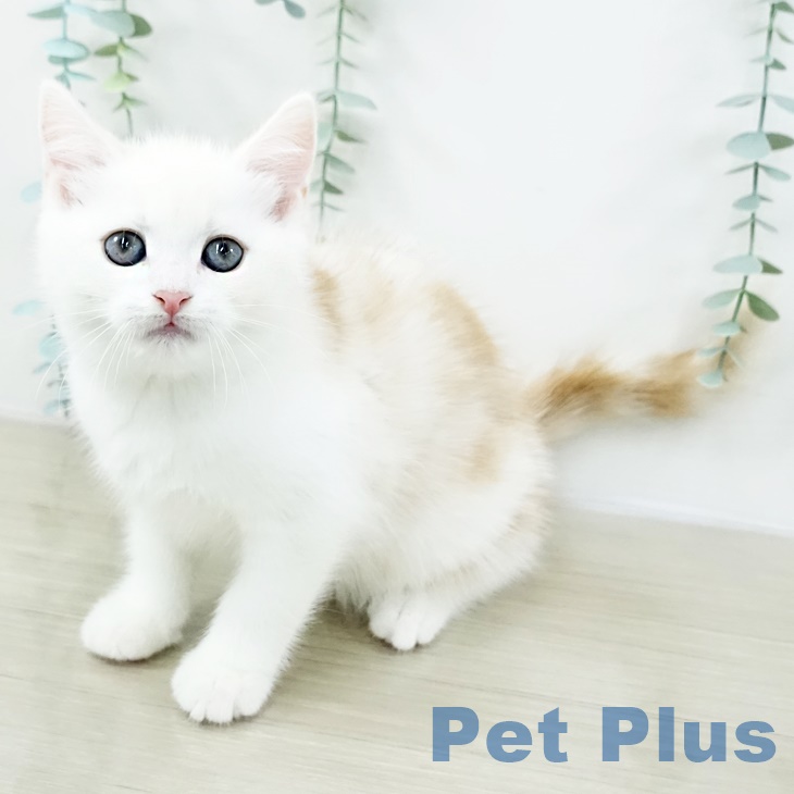 マンチカンの写真2