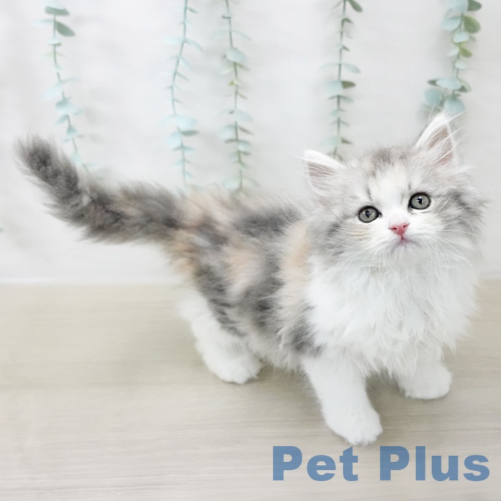 2025年8月11日生まれのマンチカンの2枚目の写真