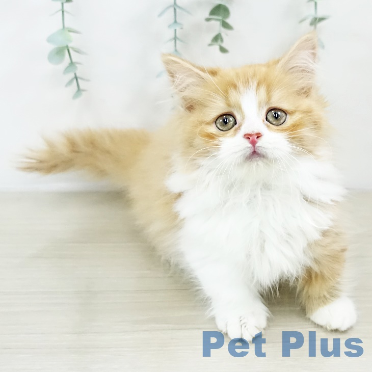 2025年8月28日生まれのマンチカンの2枚目の写真