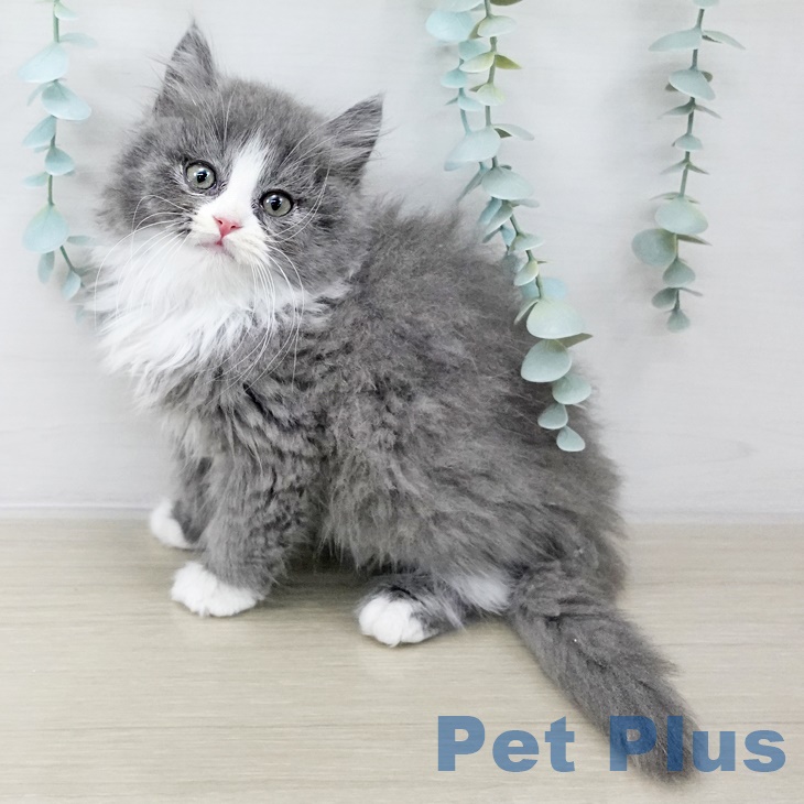 スコティッシュフォールドの写真2