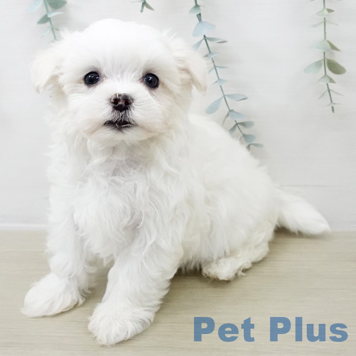 東京都のマルチーズ (ペットプラス 板橋店/2025年8月27日生まれ/男の子/ホワイト)の子犬の1枚目の画像
