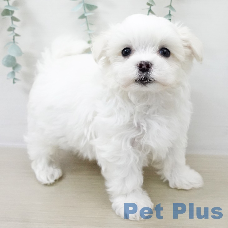 東京都のマルチーズ (ペットプラス 板橋店/2025年8月27日生まれ/男の子/ホワイト)の子犬の2枚目の画像