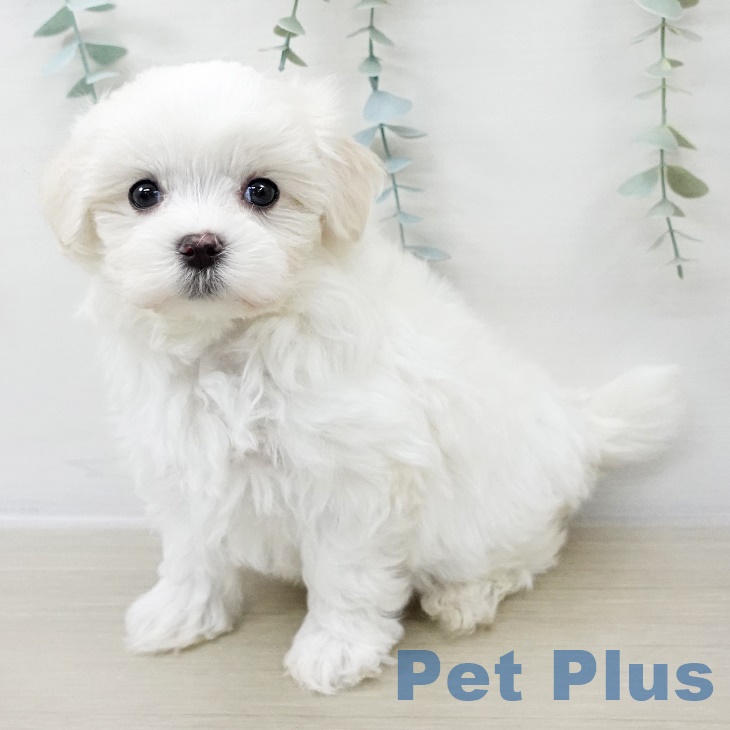 マルチーズの写真2