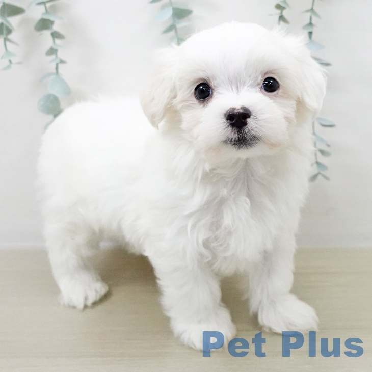 マルチーズの写真2