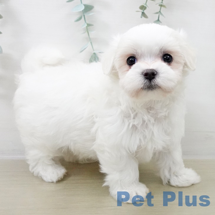 マルチーズの写真2