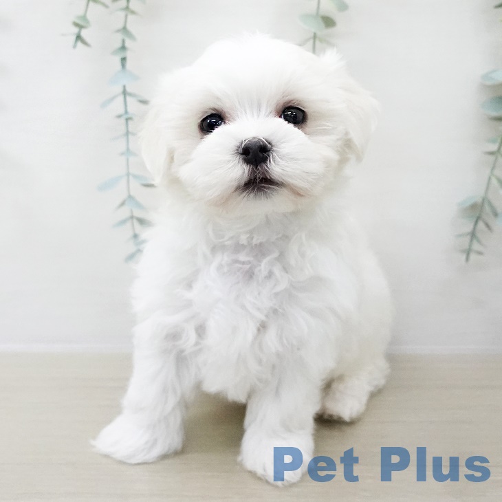 マルチーズの写真2