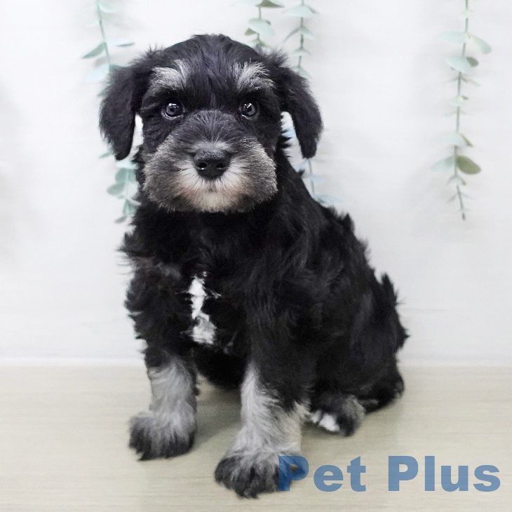 福島県のミニチュアシュナウザー (ペットプラス 福島店/2025年8月28日生まれ/女の子/ブラックシルバー)の子犬の1枚目の画像