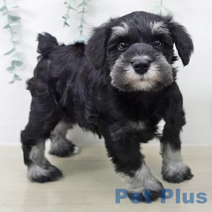 福島県のミニチュアシュナウザー (ペットプラス 福島店/2025年8月28日生まれ/女の子/ブラックシルバー)の子犬の2枚目の画像
