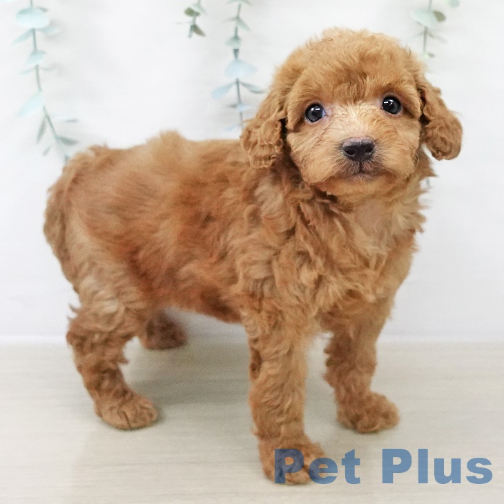 トイ・プードル