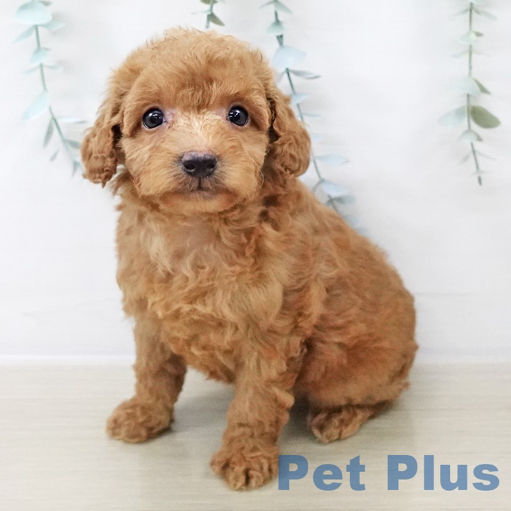 トイ・プードルの写真2