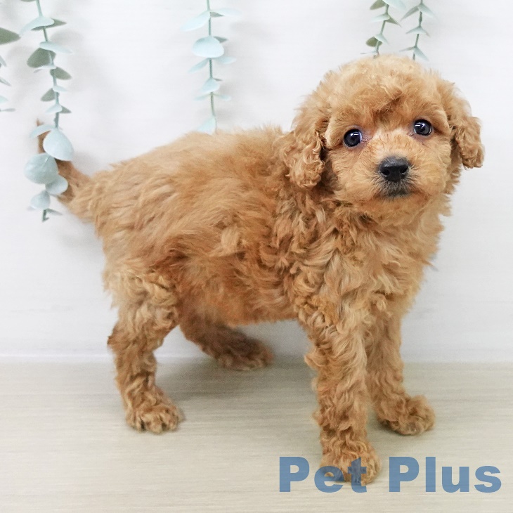 東京都のトイプードル(トイ) (ペットプラス 立川高島屋S.C.店/2025年8月28日生まれ/女の子/アプリコット)の子犬の1枚目の画像