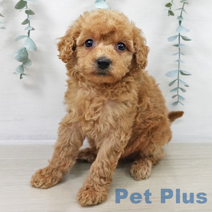 東京都のトイプードル(トイ) (ペットプラス 立川高島屋S.C.店/2025年8月28日生まれ/女の子/アプリコット)の子犬の2枚目の画像