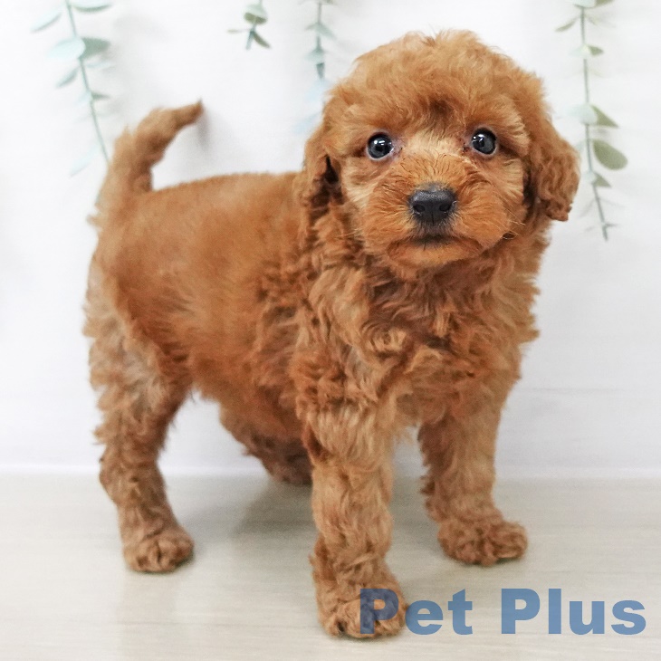 トイ・プードル