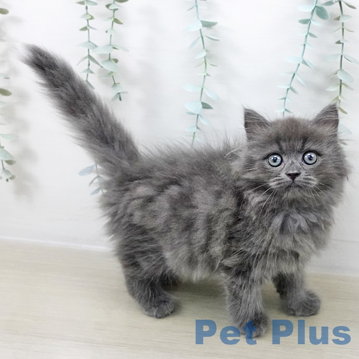 千葉県のラガマフィン (ペットプラス 幕張新都心店/2025年8月20日生まれ/男の子/ブルー)の子猫の2枚目の画像