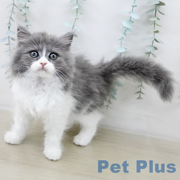 埼玉県のラガマフィン (ペットプラス 与野店/2025年8月20日生まれ/女の子/ブルーホワイト)の子猫の1枚目の画像