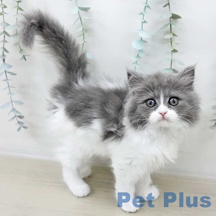 埼玉県のラガマフィン (ペットプラス 与野店/2025年8月20日生まれ/女の子/ブルーホワイト)の子猫の2枚目の画像